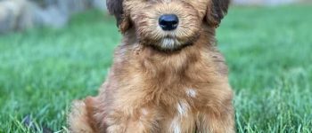 Cute Whoodle puppy sitting on the grass