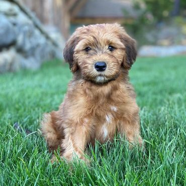 Cute Whoodle puppy sitting on the grass