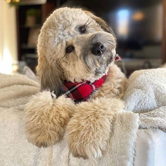 Cute Whoodle with its curious pose