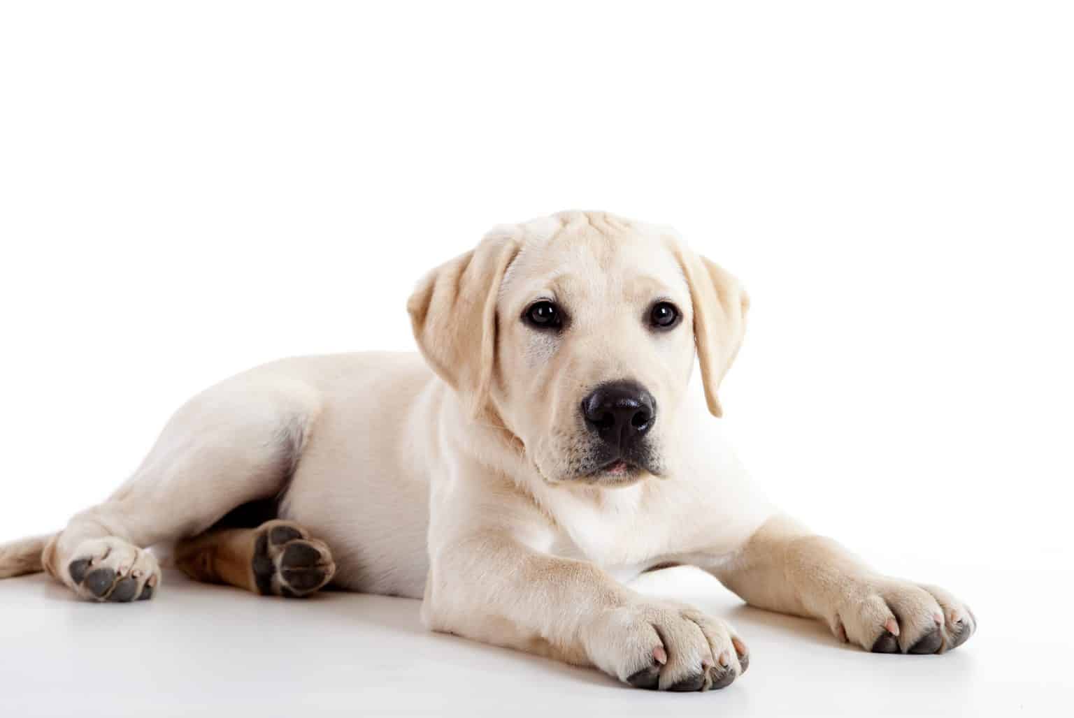 400 Best Labrador Retriever Names that are Unique and Cool K9 