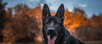 a Czech German Shepherd smiling and resting on the grass