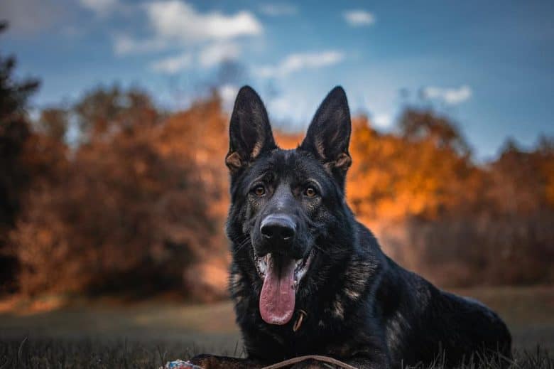 Czech german shop shepherd temperament