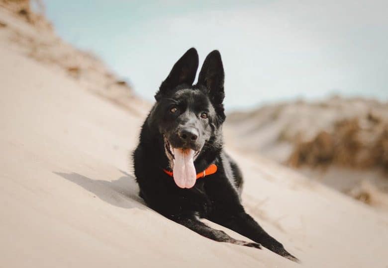 A Czech GSD enjoying the beach sand