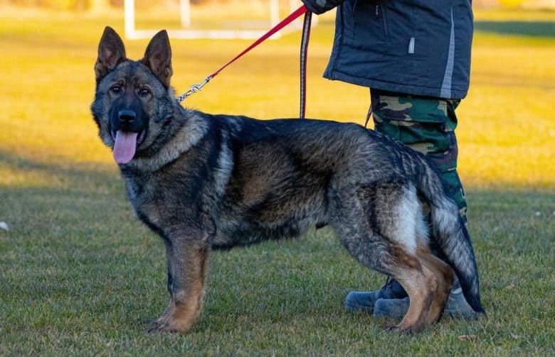 A Czech GSD puppy standing on the field and being trained