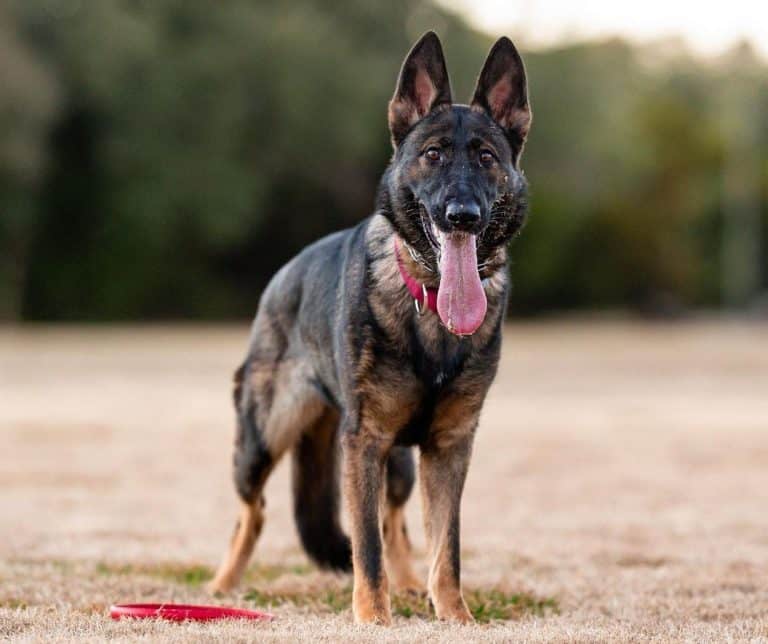 What you need to know before getting a Czech German Shepherd - K9 Web