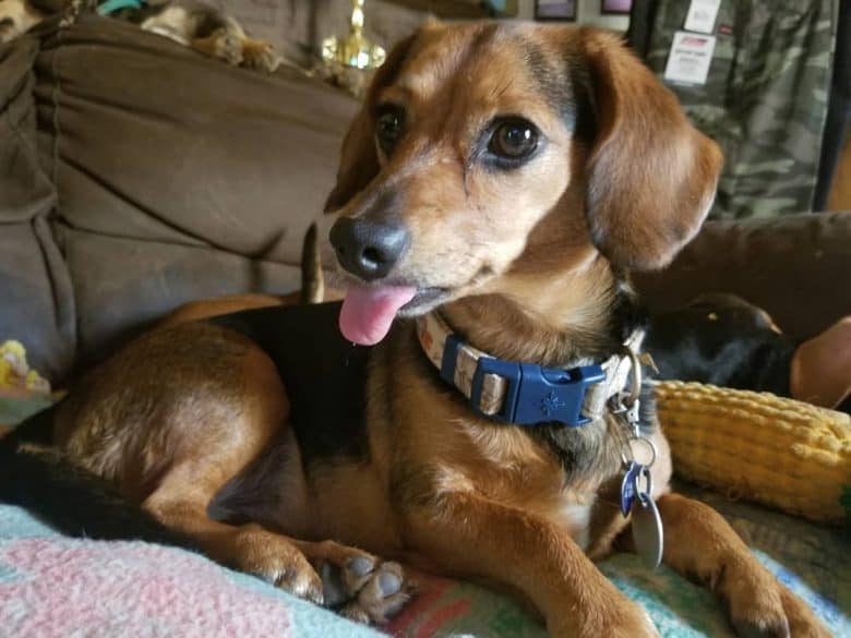 Dachshund and Beagle mix dog lying on his bed