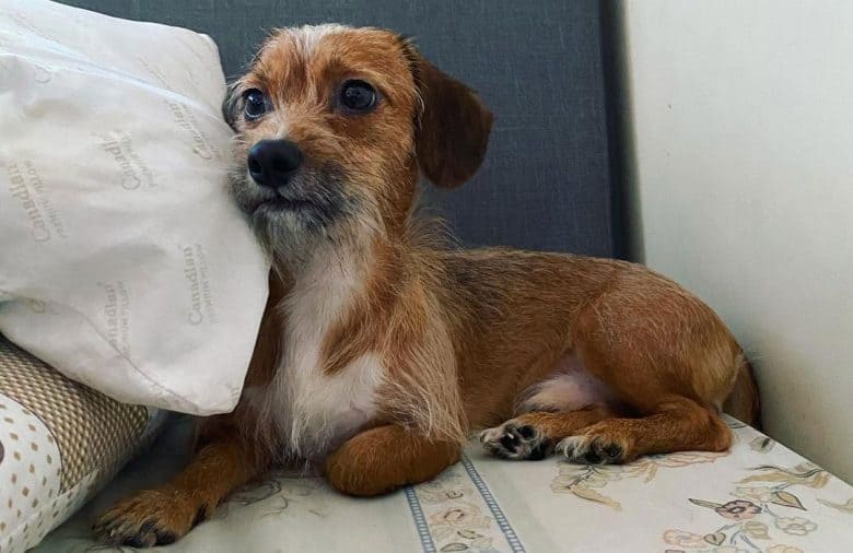 Dachshund and Shih Tzu mix dog lying on the bed