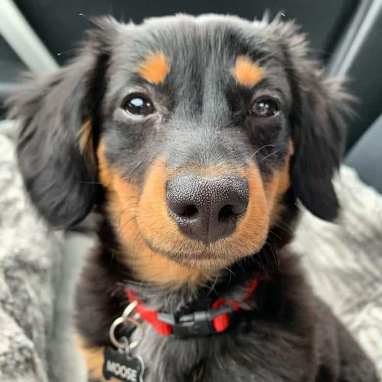 Dachshund Aussie Shepherd mix dog portrait