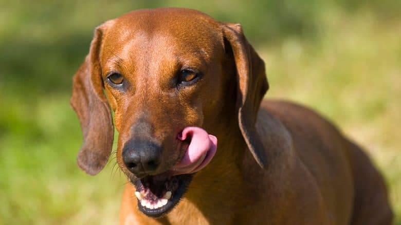 Dachshund dog licking his lips