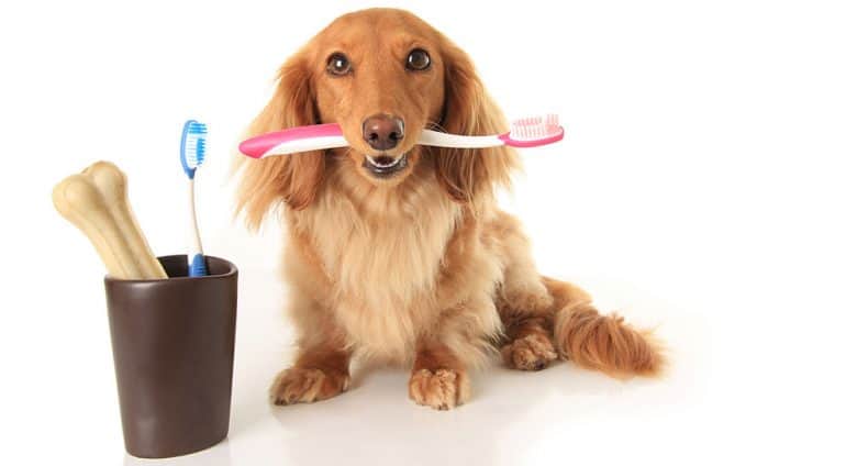 Dachshund dog playing tooth brush