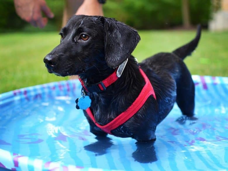 Adorable Dachshund Lab Mix puppy enjoying the water