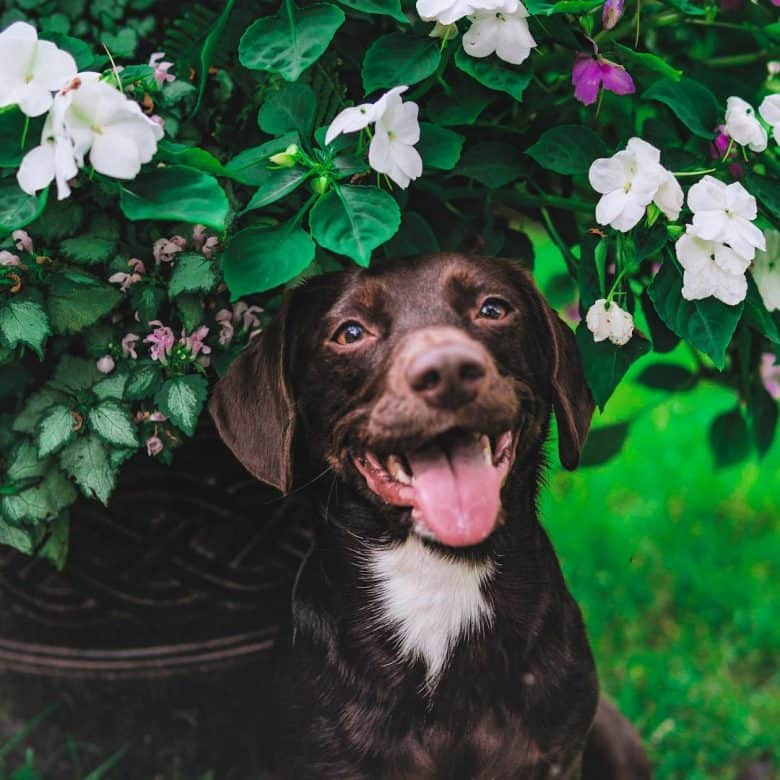 Smiling Dachshund Lab Mix puppy