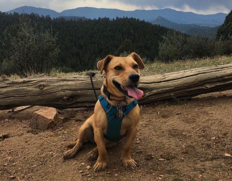 Dachshund Lab mix sitting at the top of the hills