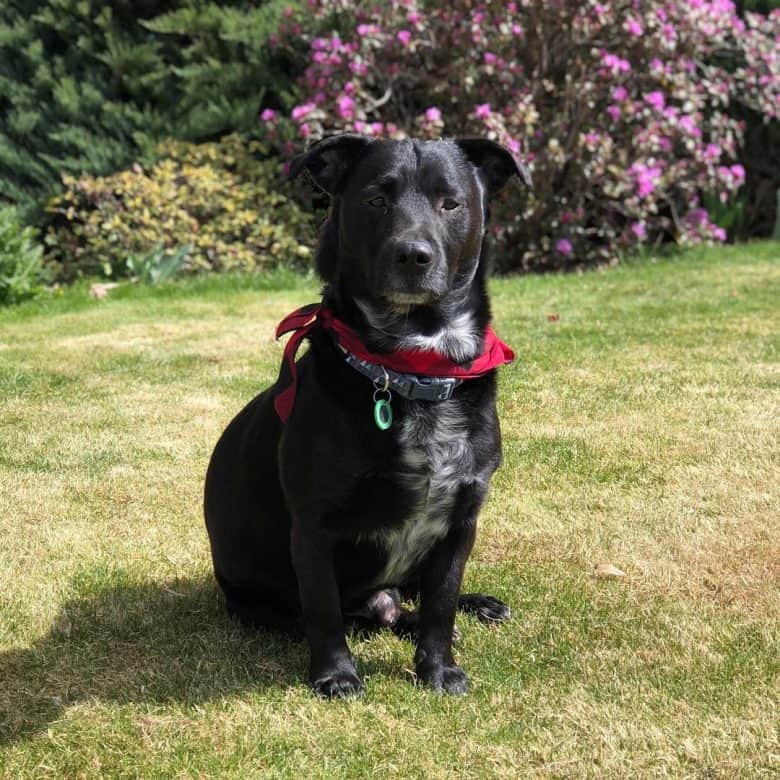 Dachshund Lab Mix sitting in the garden