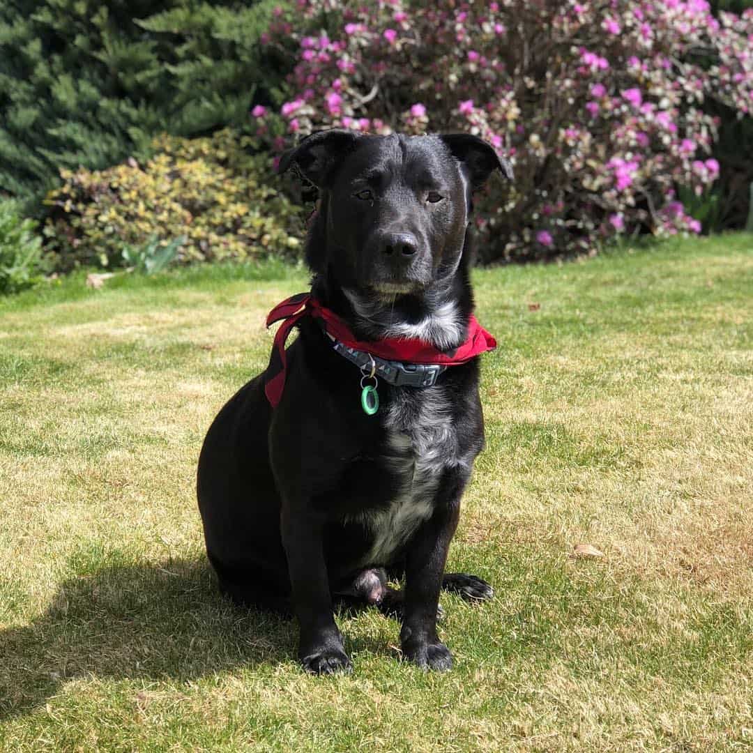 Is the energetic Dachshund Lab mix dog too wild for you? K9 