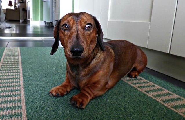 Dachshund Lab Mix sitting inside the house