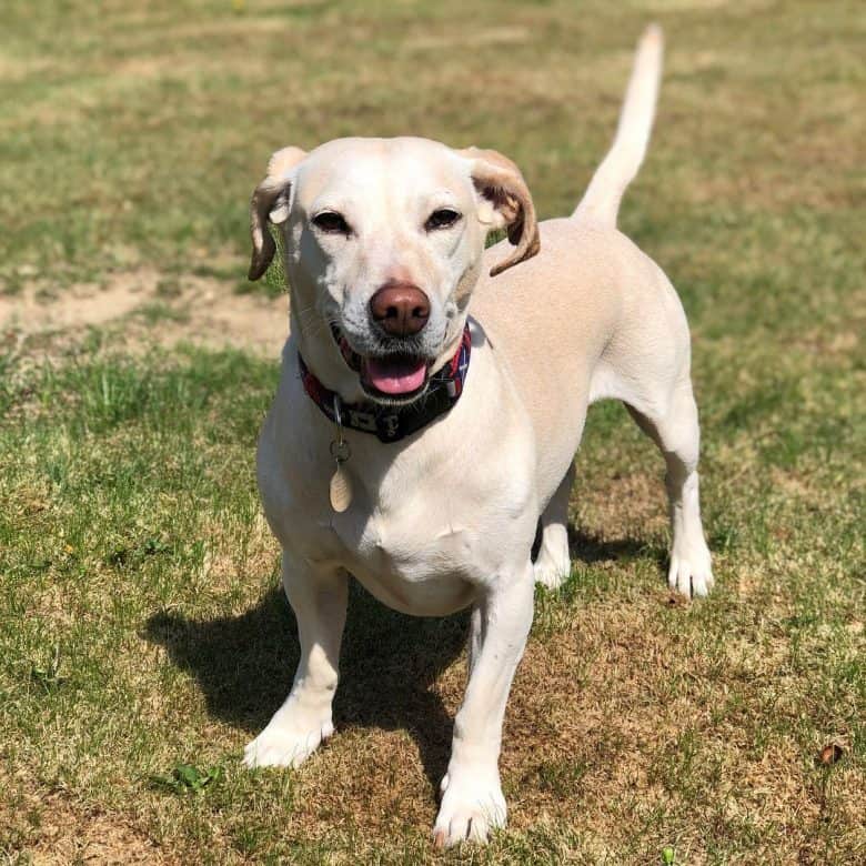 Dachshund Lab Mix standing outdoor