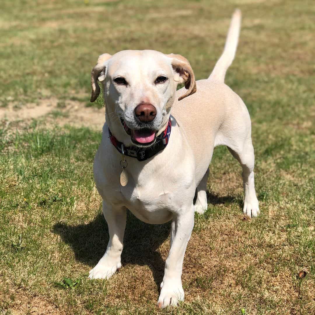 Is the energetic Dachshund Lab mix dog too wild for you? K9 