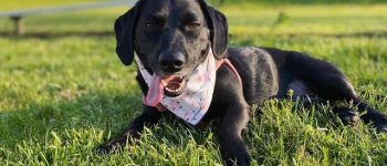 Dachshund Lab Mix relaxing on the grass