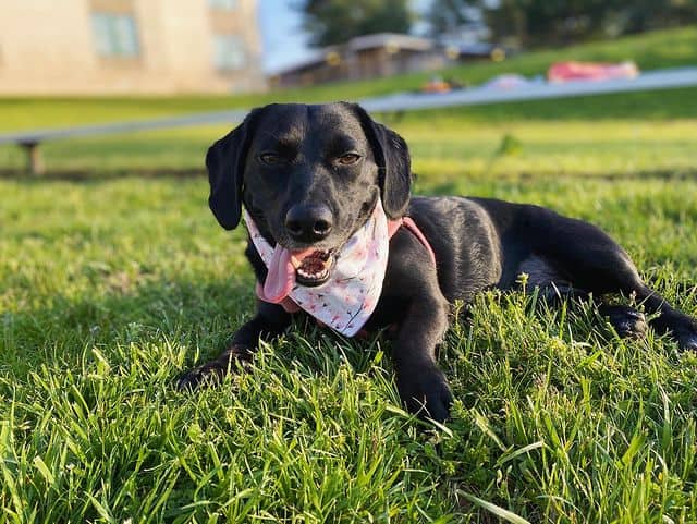 Dachshund Lab Mix relaxing on the grass