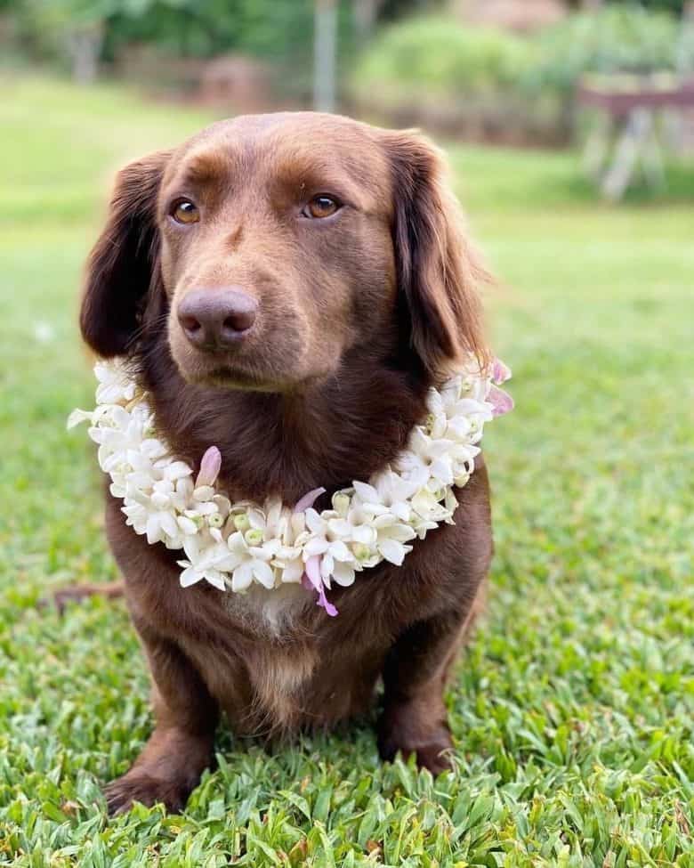 An adorable image of a Dachshund Pitbull mix wearing a flower lay