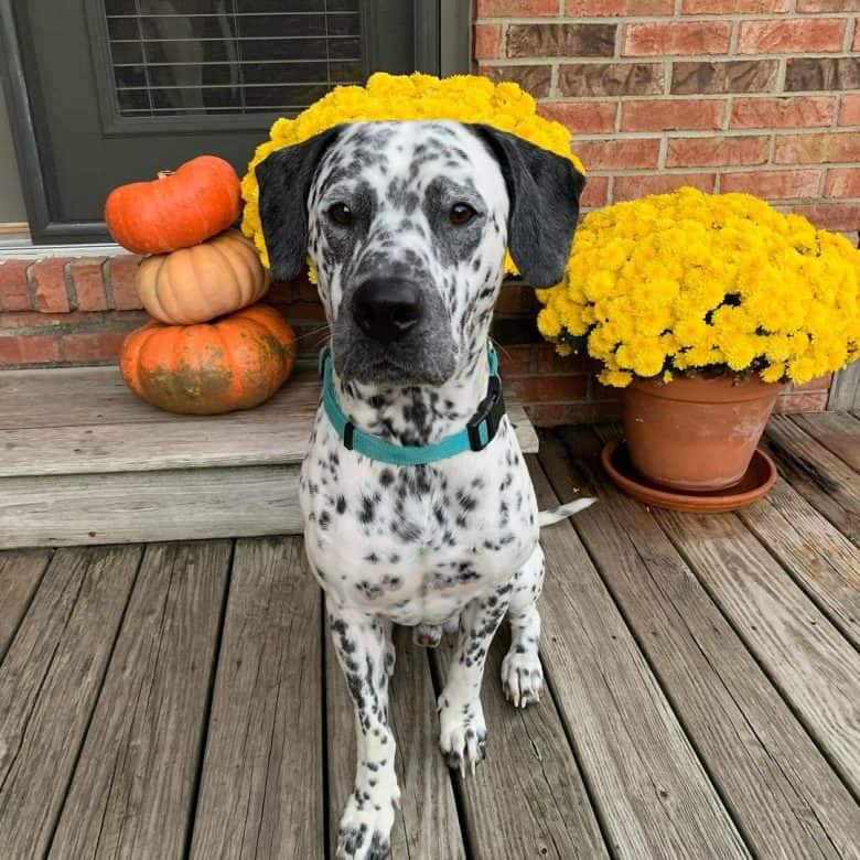 Dalmatian and Pit Bull mix dog sitting on the deck