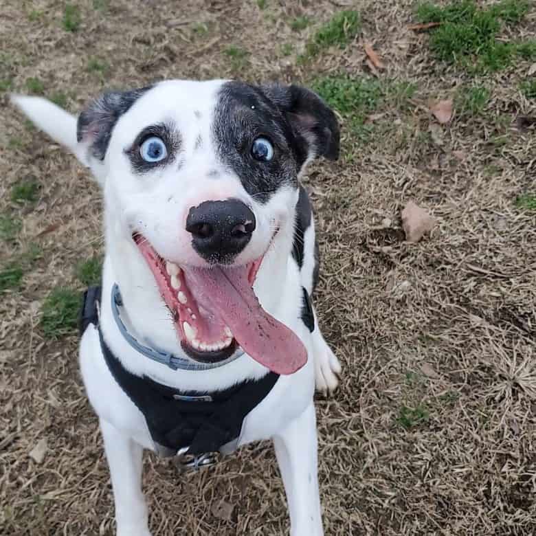 Funny Dalmatian Australian Shepherd mix dog portrait