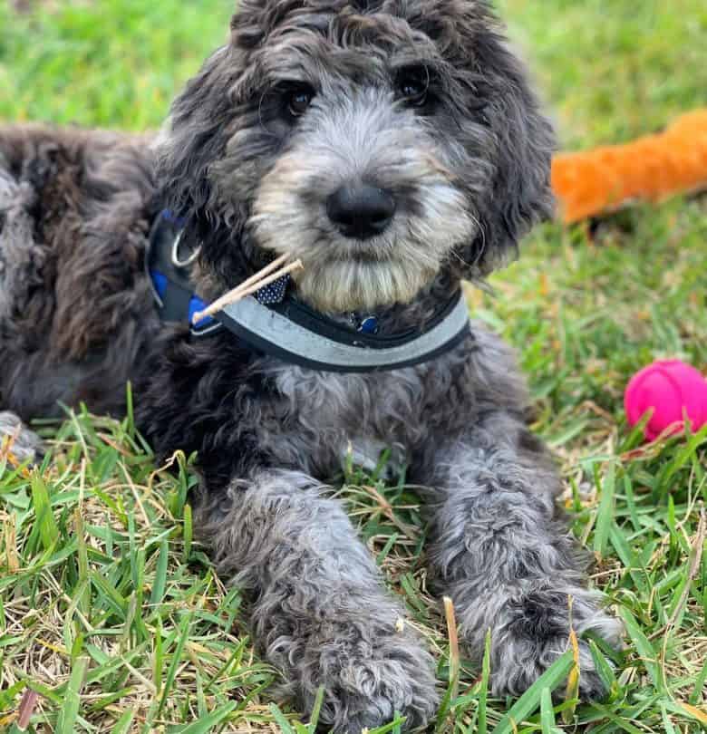 A Danedoodle looking directly at a camera and laying on the grass