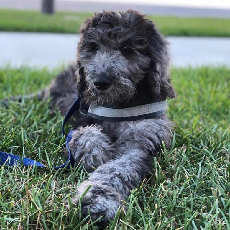 A Danedoodle puppy patiently laying on grass