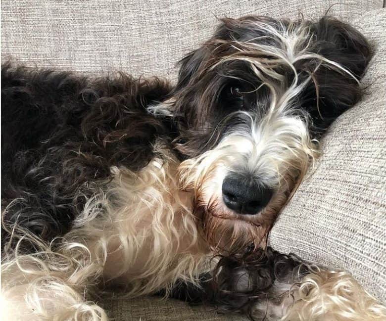 A Danepoo laying on a sofa with pillows