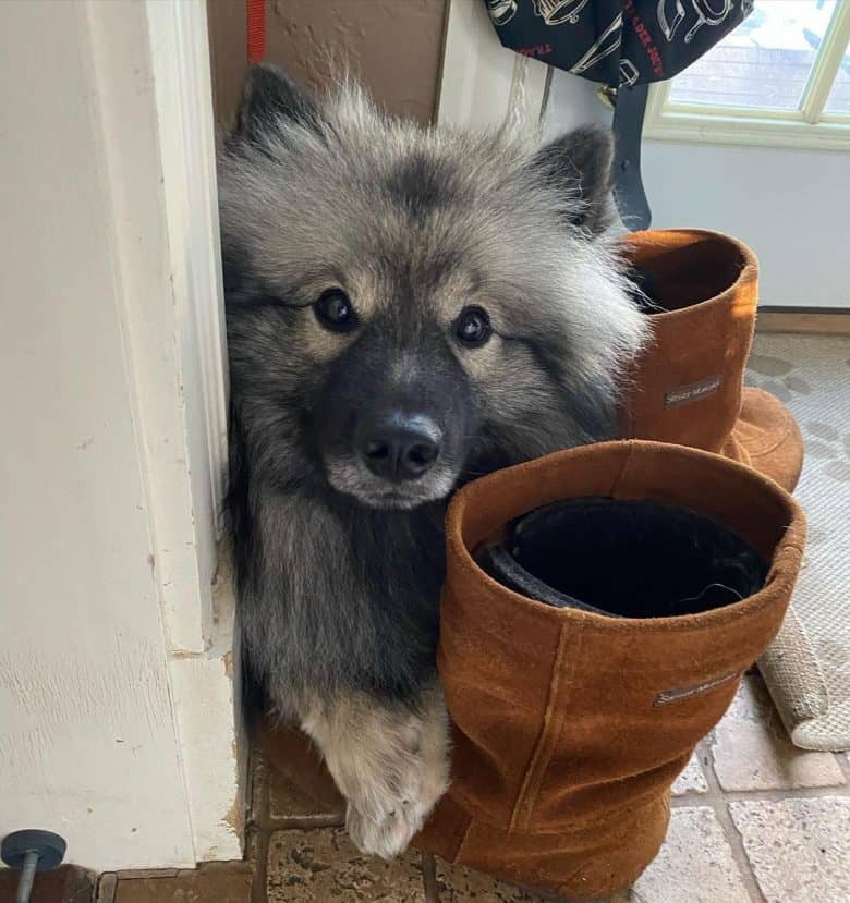 A Deutscher Wolfspitz hiding in between boots