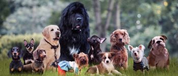 Different breeds of dogs sitting on the grass