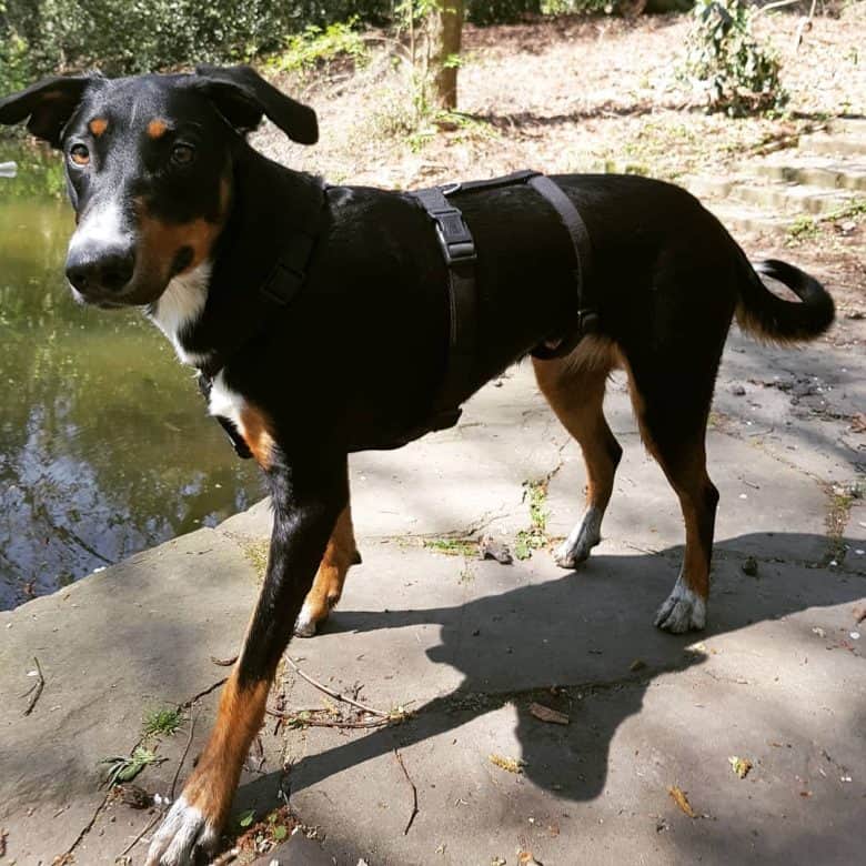 Doberman Aussie mix dog standing near the swamp