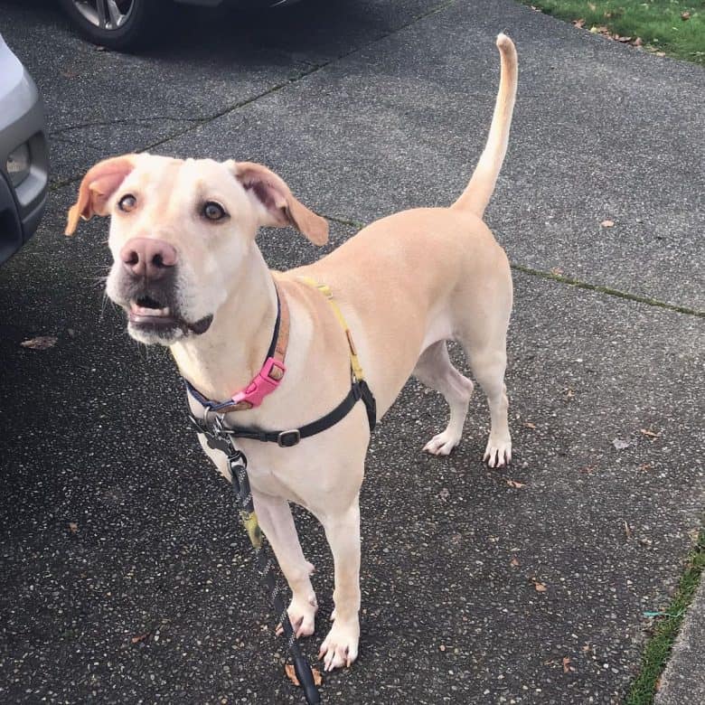Doberman Pinscher and Pit Bull mix dog