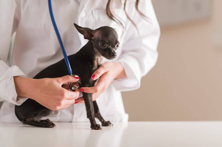 A vet checks the adorable Chihuahua dog