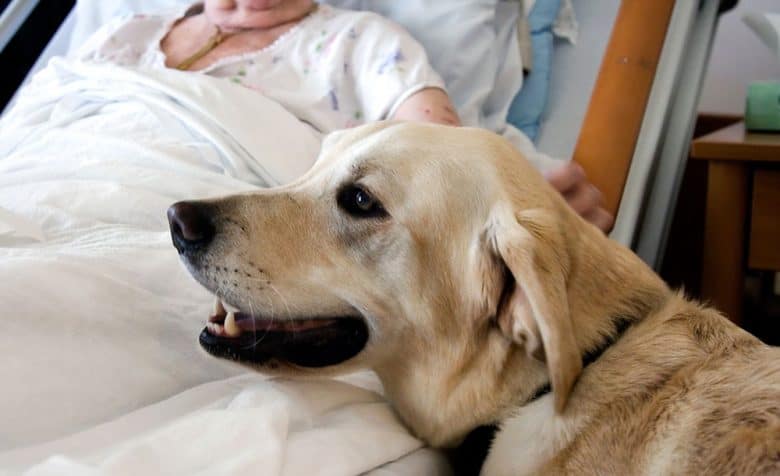 Dog comforting the sick owner in the hospital