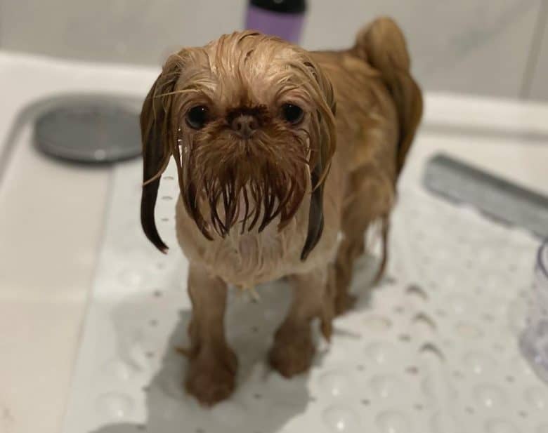 A very drenched Teacup Shih Tzu after having a good bath