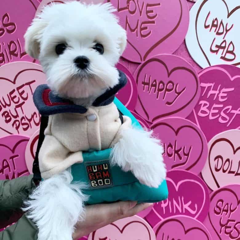 Dressed Maltese dog carried by the owner