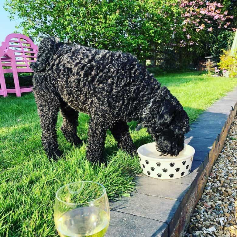 A Kerry Blue Terrier drinking in a bucket of water