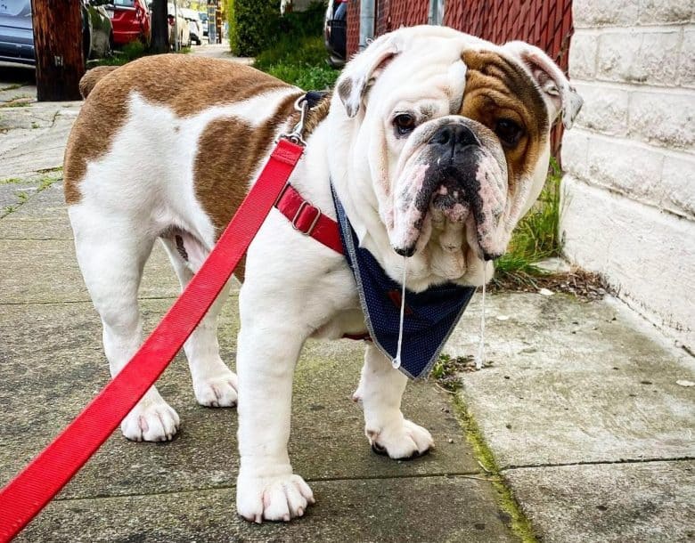 A drooling English Bulldog on a walk