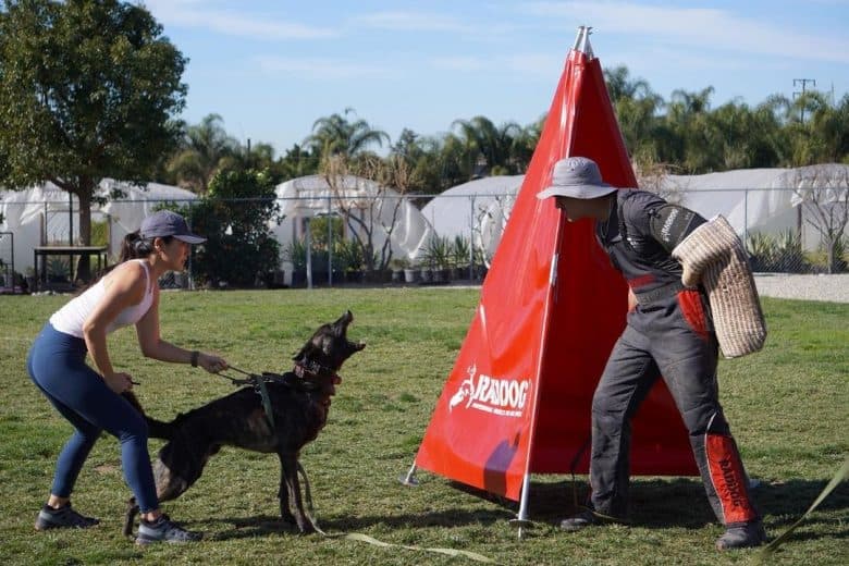 Dutch Shepherd dog training