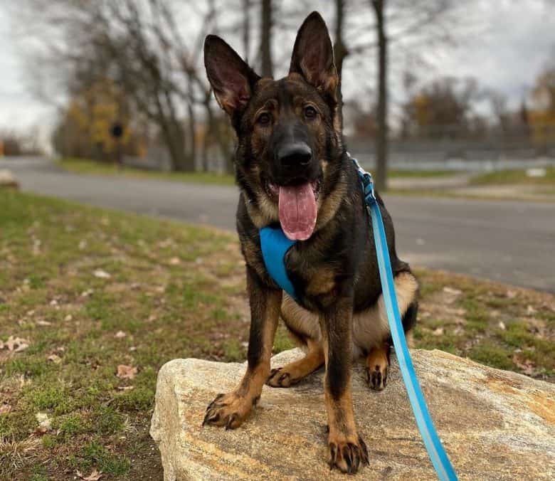 An East German Shepherd smiling and sitting down with blue leash