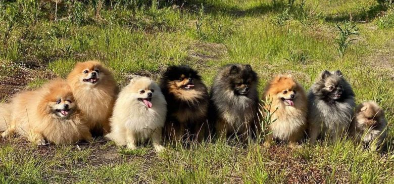 Eight different color Pomeranian dogs sitting in line