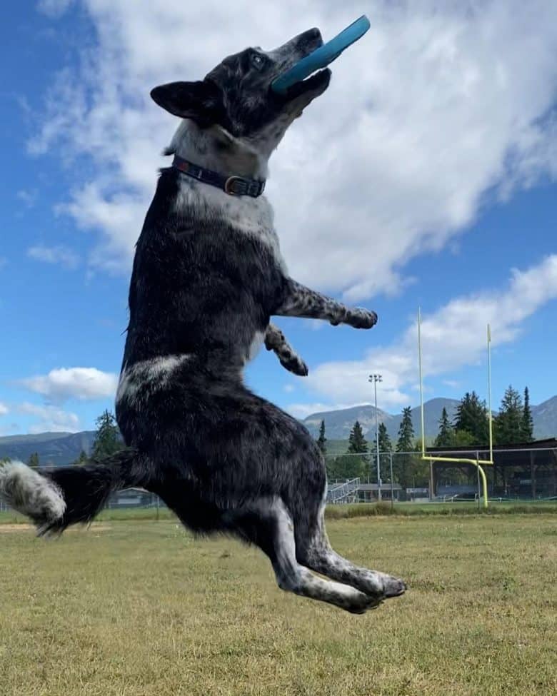 an energetic Border Heeler playing frisbee