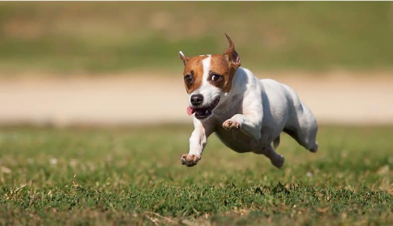 A Jack Russell Terrier dog running
