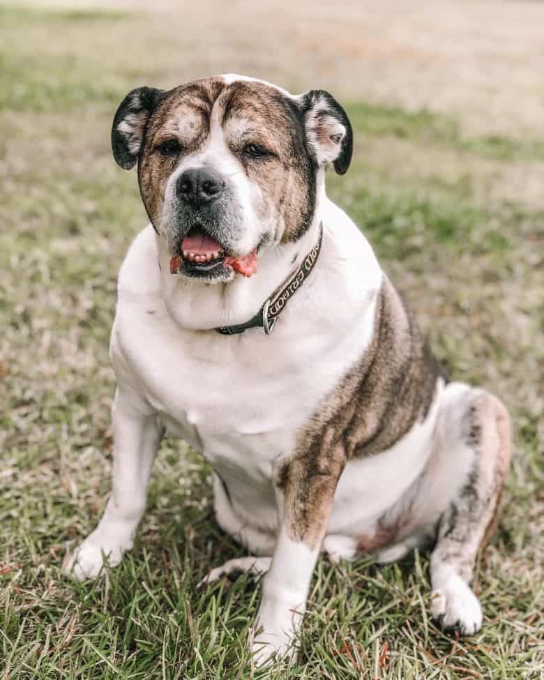 An English Bulldog and Australian Shepherd mix smiling and sitting on grass