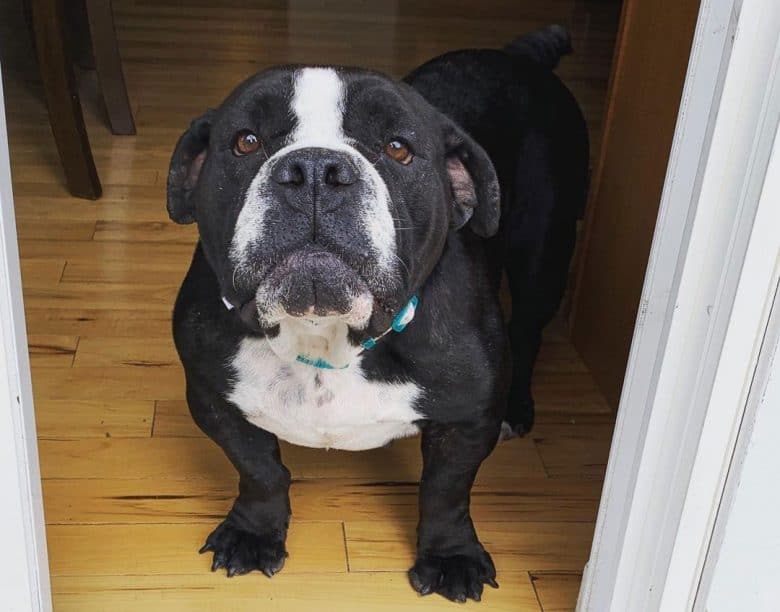 English Bulldog Boxer mix dog excited to go out