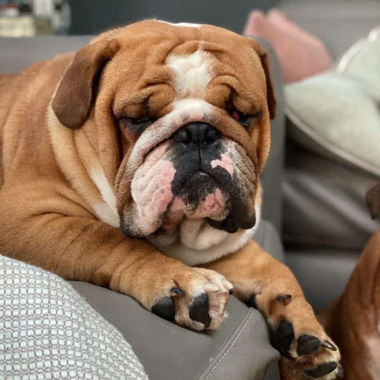 An English Bulldog resting on a couch