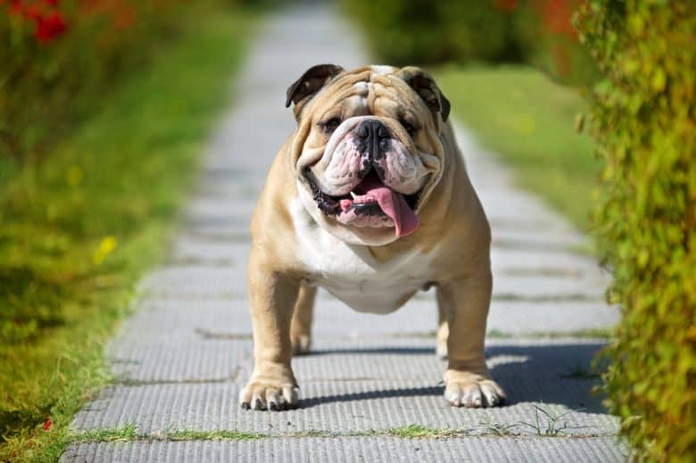 English bulldog puppy store cost