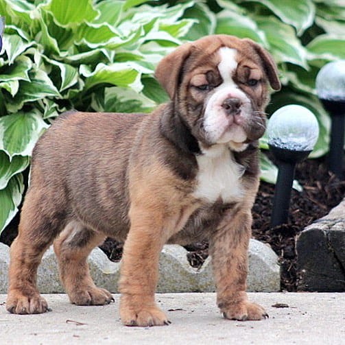An English Bulldog and Poodle mix standing